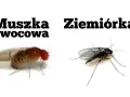 Jak pozbyć się muszek z mieszkania? Sprawdzone sposoby na zawsze!