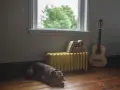 Pies odpoczywa obok żółtego grzejnika, który czeka na wymianę w bloku. Obok stoi gitara i stos książek.