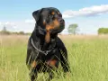 Potężny Rottweiler na łące. Jeśli masz problem, gdzie zgłosić agresywnego psa sąsiada, pamiętaj o bezpieczeństwie.