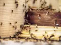 Myśli pan, że mrówki znikną? Skuteczne sposoby na mrówki w mieszkaniu