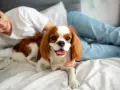 Uroczy Cavalier King Charles Spaniel leży na łóżku obok uśmiechniętej osoby. Idealny pies do bloku, który uwielbia przytulanie.