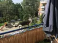 Kot na balkonie zabezpieczonym siatką, idealne rozwiązanie jak zabezpieczyć balkon dla kota. Widoczny plac zabaw.