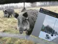 Dziki na osiedlu: Jak bezpiecznie reagować i kogo wezwać?