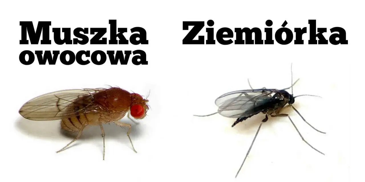 Jak pozbyć się muszek z mieszkania? Sprawdzone sposoby na zawsze!