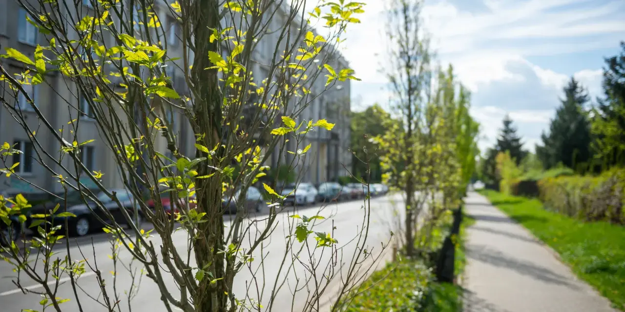 Idealne drzewa na osiedle? Poznaj gatunki odporne na miejskie warunki