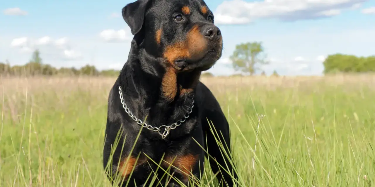 Potężny Rottweiler na łące. Jeśli masz problem, gdzie zgłosić agresywnego psa sąsiada, pamiętaj o bezpieczeństwie.