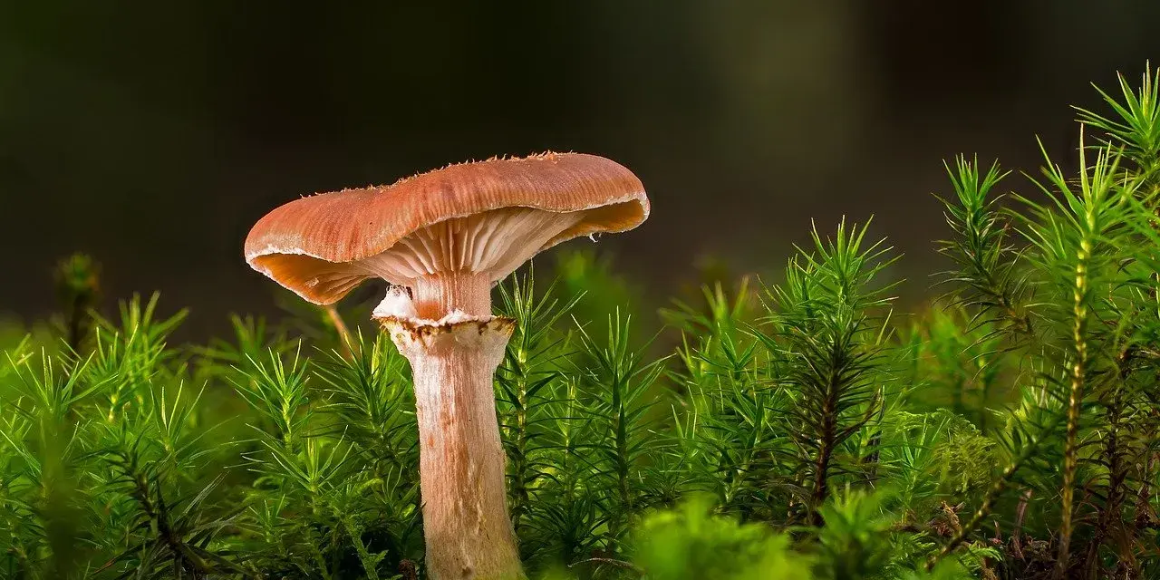 Grzyb w mieszkaniu spółdzielczym? Pismo i skuteczne kroki!
