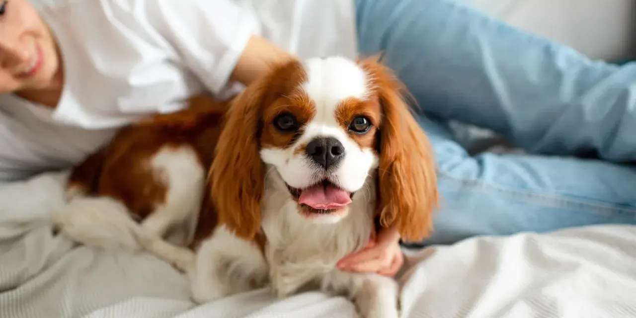 Uroczy Cavalier King Charles Spaniel leży na łóżku obok uśmiechniętej osoby. Idealny pies do bloku, który uwielbia przytulanie.