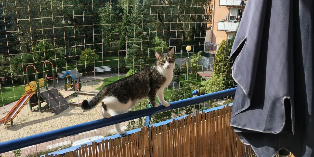 Kot na balkonie zabezpieczonym siatką, idealne rozwiązanie jak zabezpieczyć balkon dla kota. Widoczny plac zabaw.