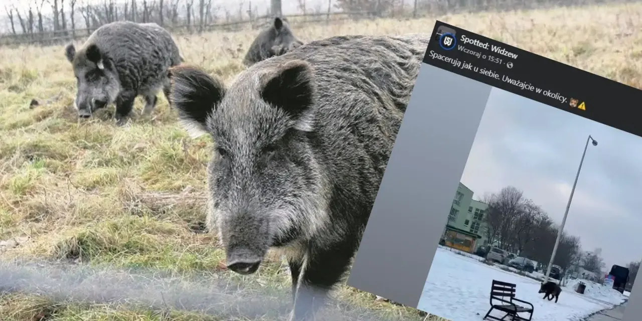 Dziki na osiedlu: Jak bezpiecznie reagować i kogo wezwać?