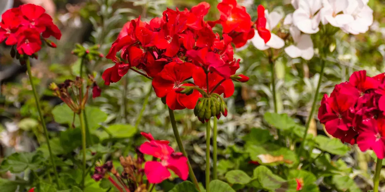 Czerwone i białe pelargonie, idealne rośliny na balkon słoneczny, kwitną bujnie.