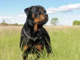 Potężny Rottweiler na łące. Jeśli masz problem, gdzie zgłosić agresywnego psa sąsiada, pamiętaj o bezpieczeństwie.