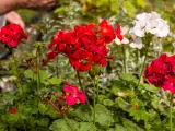 Czerwone i białe pelargonie, idealne rośliny na balkon słoneczny, kwitną bujnie.
