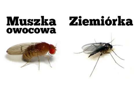 Jak pozbyć się muszek z mieszkania? Sprawdzone sposoby na zawsze!