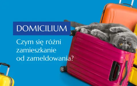 Szary kot leży na różowej walizce, obok pomarańczowych i żółtych. Tekst "DOMICILIUM. Czym się różni zamieszkanie od zameldowania?" sugeruje, że chodzi o adres zamieszkania.