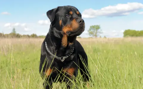 Potężny Rottweiler na łące. Jeśli masz problem, gdzie zgłosić agresywnego psa sąsiada, pamiętaj o bezpieczeństwie.