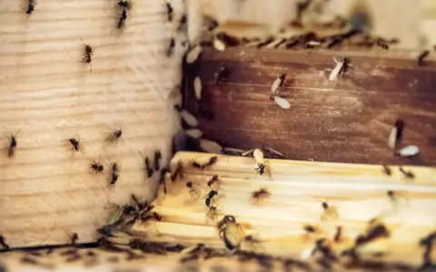 Myśli pan, że mrówki znikną? Skuteczne sposoby na mrówki w mieszkaniu