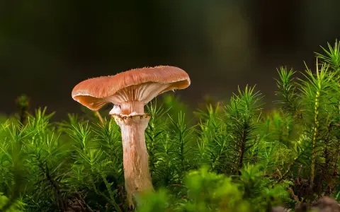 Grzyb w mieszkaniu spółdzielczym? Pismo i skuteczne kroki!