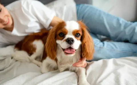 Uroczy Cavalier King Charles Spaniel leży na łóżku obok uśmiechniętej osoby. Idealny pies do bloku, który uwielbia przytulanie.