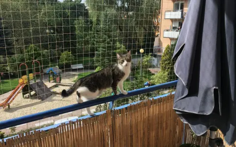 Kot na balkonie zabezpieczonym siatką, idealne rozwiązanie jak zabezpieczyć balkon dla kota. Widoczny plac zabaw.