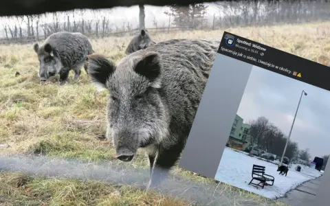 Dziki na osiedlu: Jak bezpiecznie reagować i kogo wezwać?