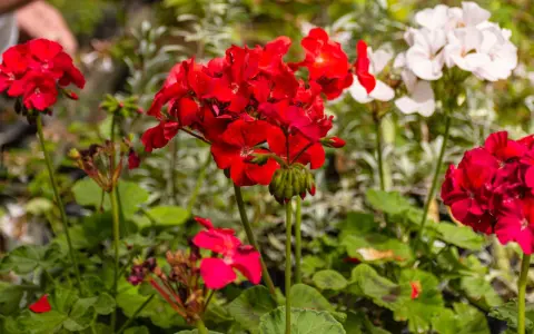 Czerwone i białe pelargonie, idealne rośliny na balkon słoneczny, kwitną bujnie.