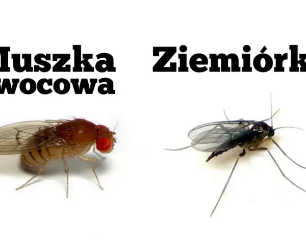 Jak pozbyć się muszek z mieszkania? Sprawdzone sposoby na zawsze!