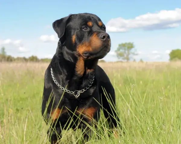Potężny Rottweiler na łące. Jeśli masz problem, gdzie zgłosić agresywnego psa sąsiada, pamiętaj o bezpieczeństwie.