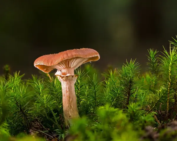 Grzyb w mieszkaniu spółdzielczym? Pismo i skuteczne kroki!