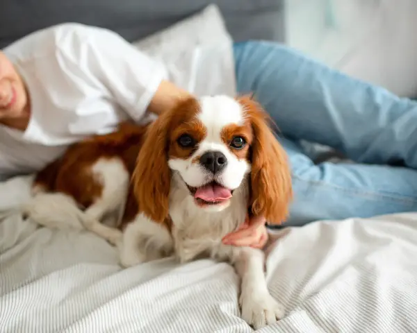 Uroczy Cavalier King Charles Spaniel leży na łóżku obok uśmiechniętej osoby. Idealny pies do bloku, który uwielbia przytulanie.