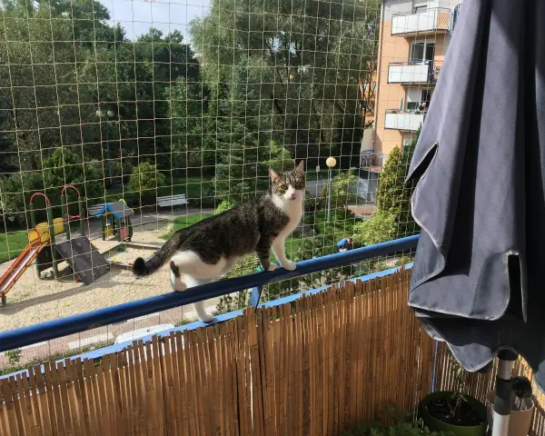 Kot na balkonie zabezpieczonym siatką, idealne rozwiązanie jak zabezpieczyć balkon dla kota. Widoczny plac zabaw.