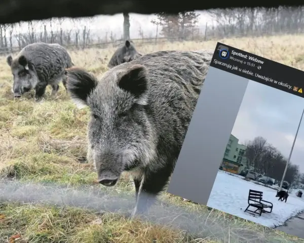 Dziki na osiedlu: Jak bezpiecznie reagować i kogo wezwać?