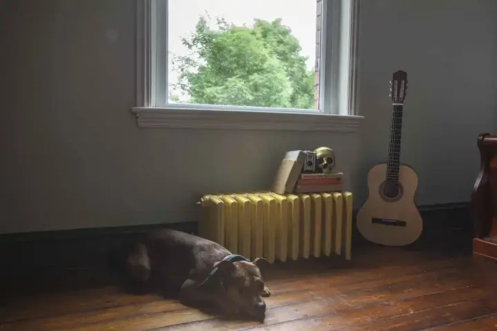 Pies odpoczywa obok żółtego grzejnika, który czeka na wymianę w bloku. Obok stoi gitara i stos książek.