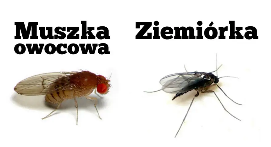 Jak pozbyć się muszek z mieszkania? Sprawdzone sposoby na zawsze!