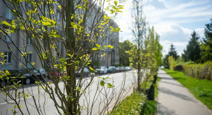 Idealne drzewa na osiedle? Poznaj gatunki odporne na miejskie warunki