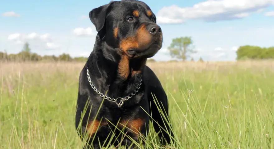 Potężny Rottweiler na łące. Jeśli masz problem, gdzie zgłosić agresywnego psa sąsiada, pamiętaj o bezpieczeństwie.