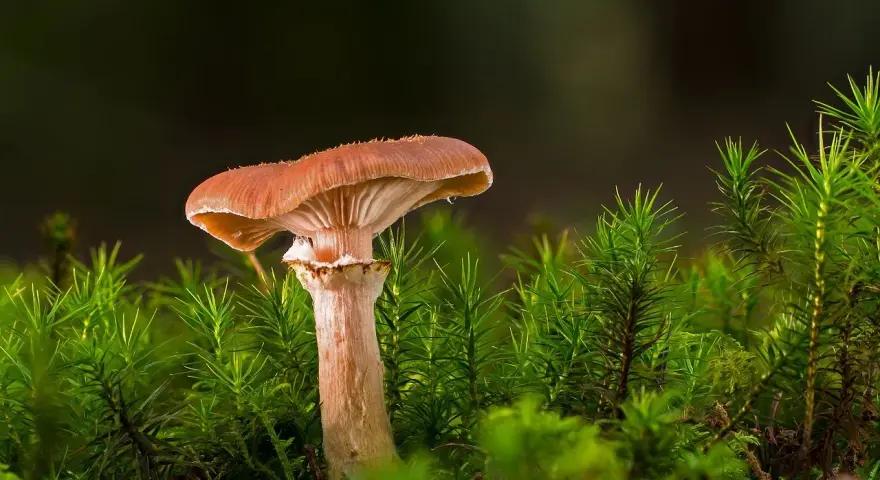 Grzyb w mieszkaniu spółdzielczym? Pismo i skuteczne kroki!