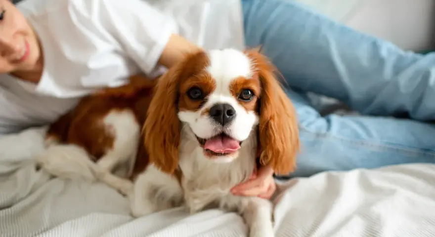 Uroczy Cavalier King Charles Spaniel leży na łóżku obok uśmiechniętej osoby. Idealny pies do bloku, który uwielbia przytulanie.