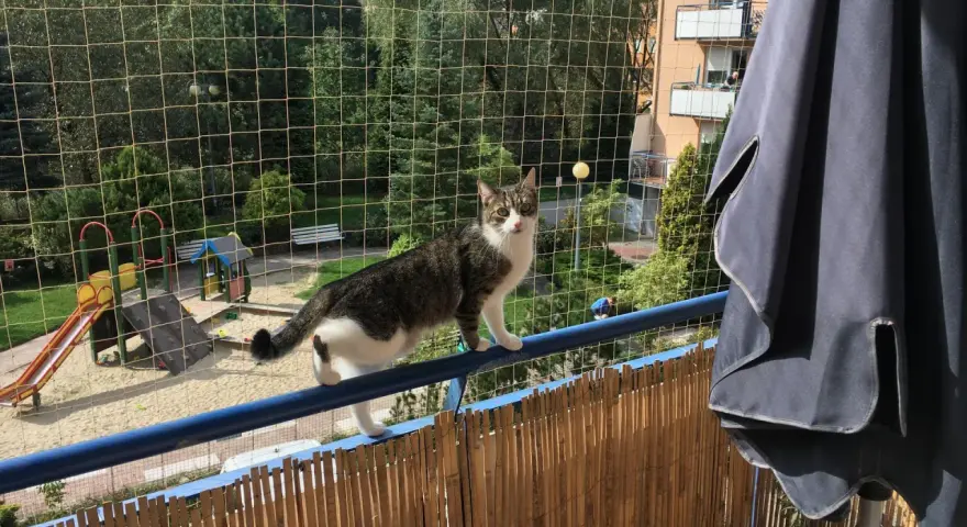 Kot na balkonie zabezpieczonym siatką, idealne rozwiązanie jak zabezpieczyć balkon dla kota. Widoczny plac zabaw.