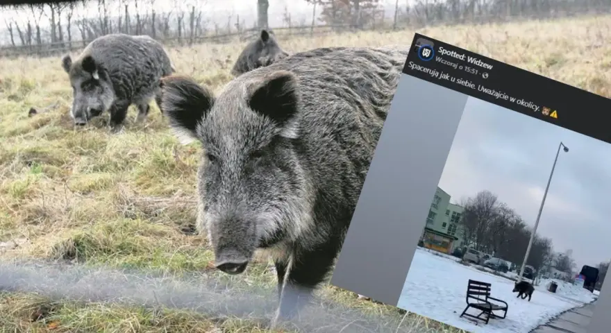 Dziki na osiedlu: Jak bezpiecznie reagować i kogo wezwać?