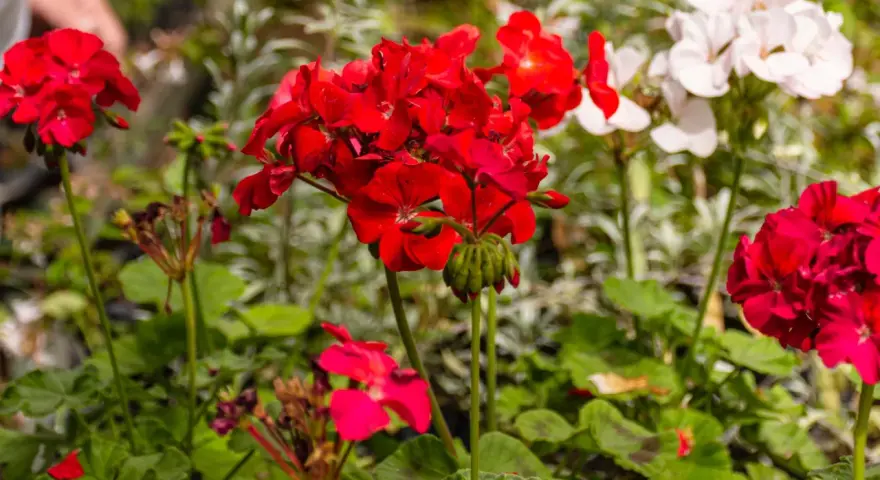 Czerwone i białe pelargonie, idealne rośliny na balkon słoneczny, kwitną bujnie.